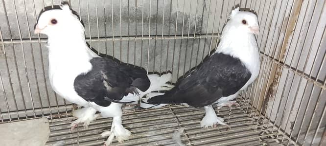 pigeons