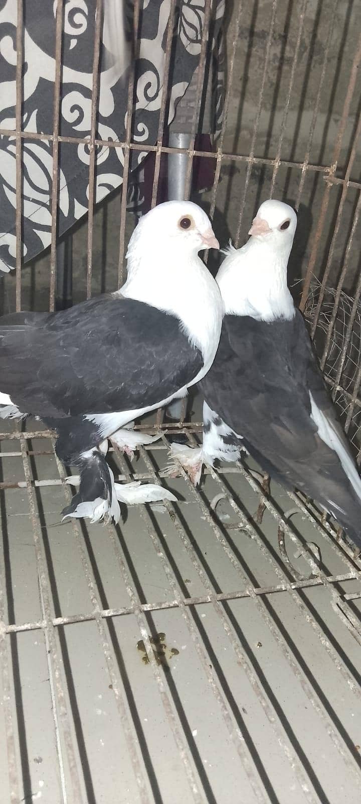 pigeons 1