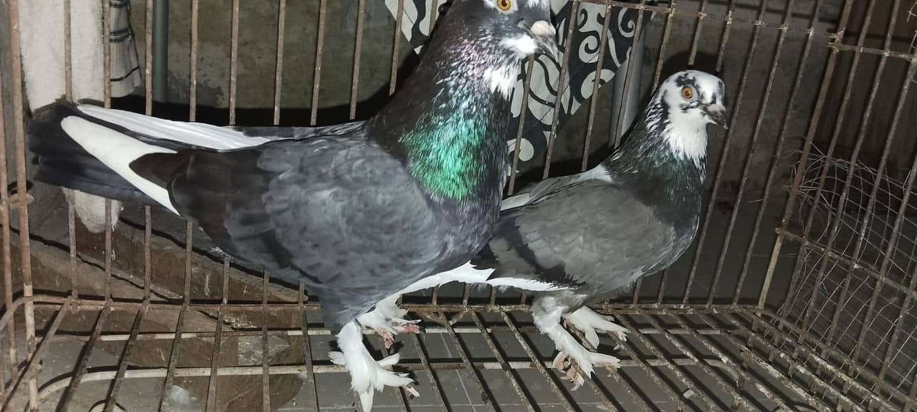 pigeons 2