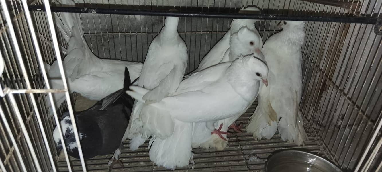 pigeons 3