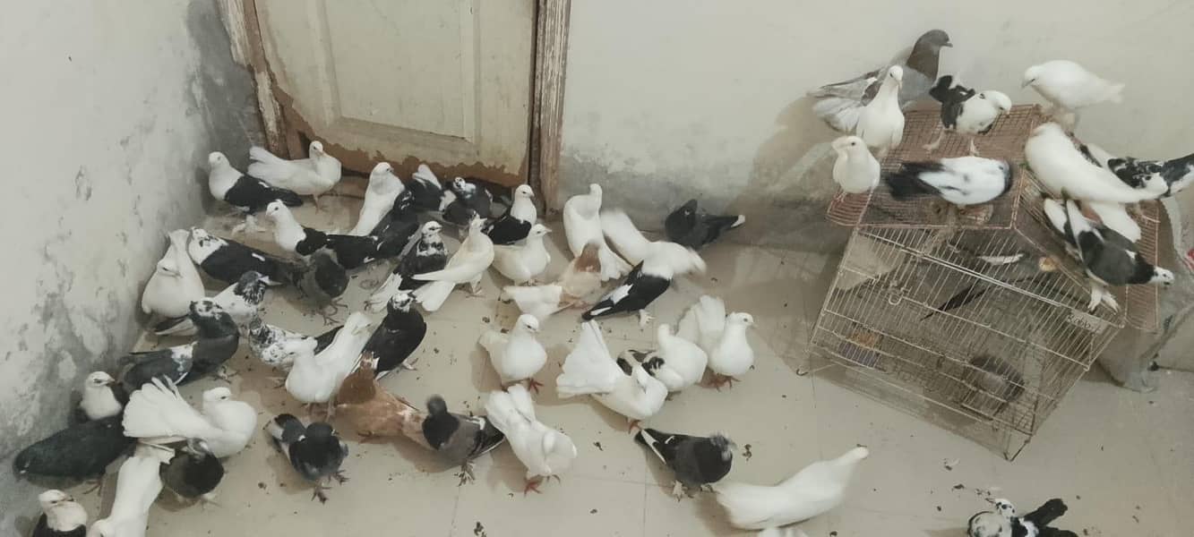 pigeons 4