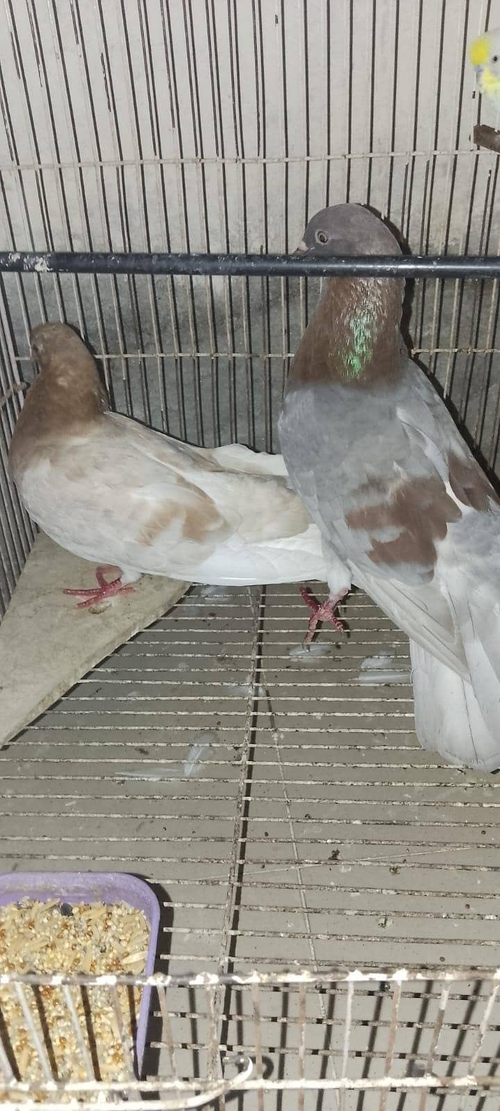 pigeons 5
