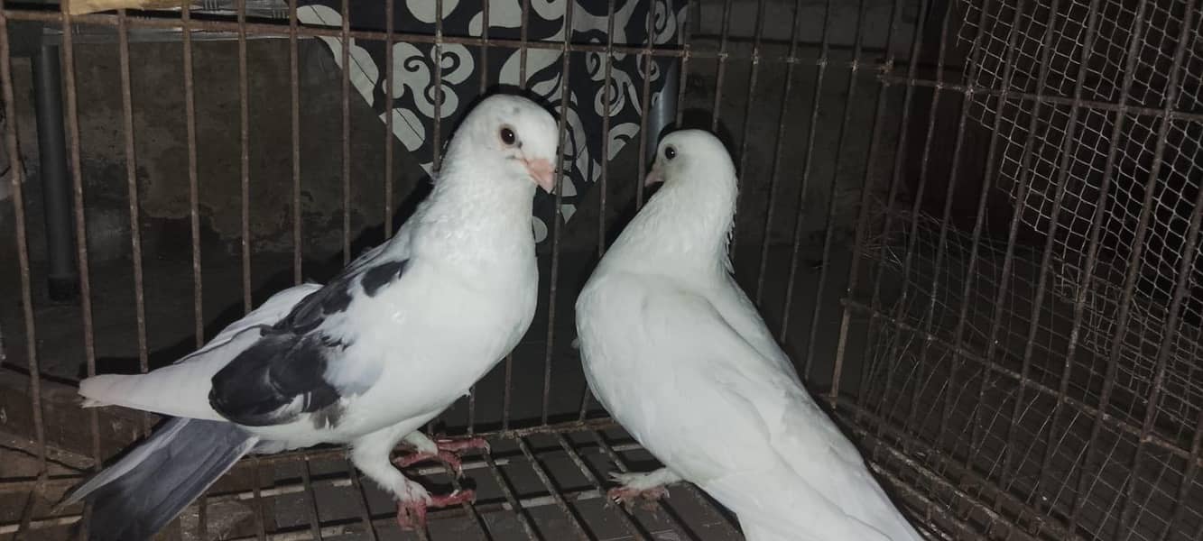 pigeons 6