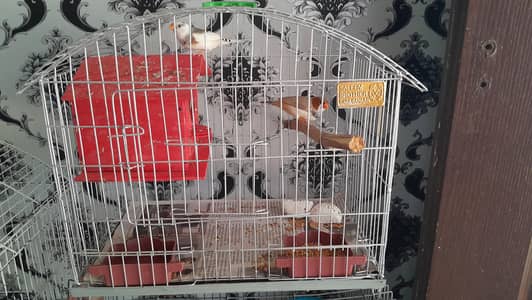 Zebra finches with Cage