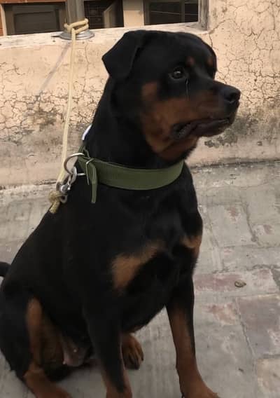 German Rottweiler female high quality