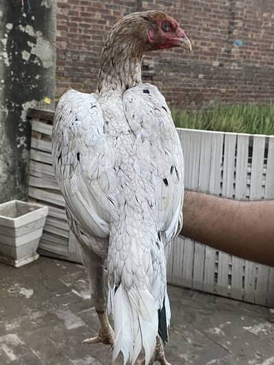 Lakha x Mianwali Aseel Murgi (Hen) silver color