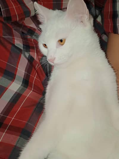 Semi-Persian Female cat for sale