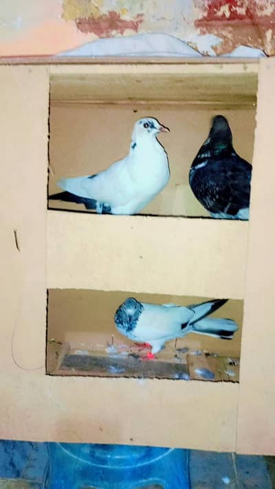 male bredr