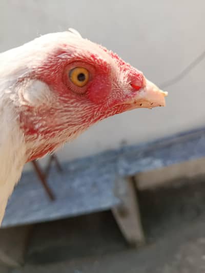 Aseel hen heera for sale