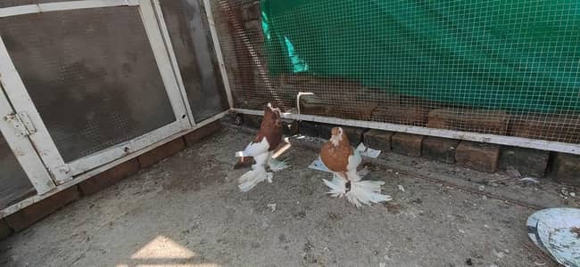 Ghubaara Kabooter For Sale Home Breed  03309262812