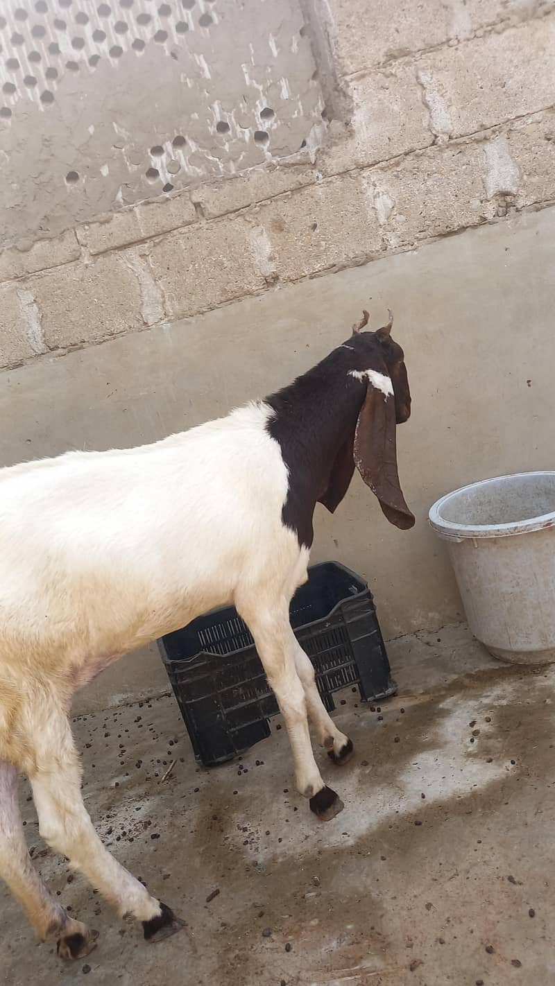 2 Bakriyan 2