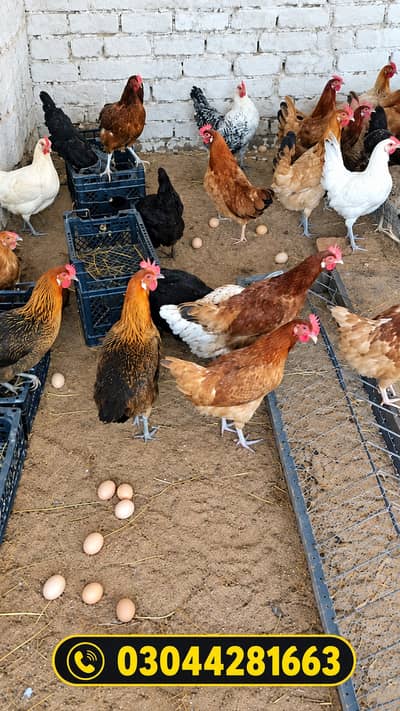 golden misri / Ande Dene Wali murgi / desi murghi / egg laying hen