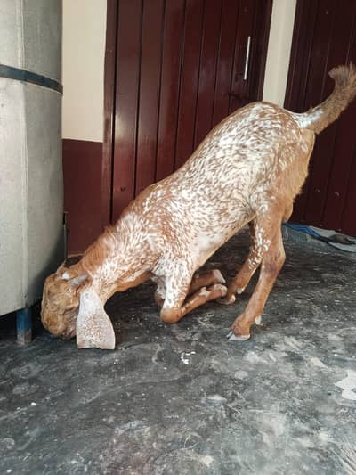 desi Bakra for sale