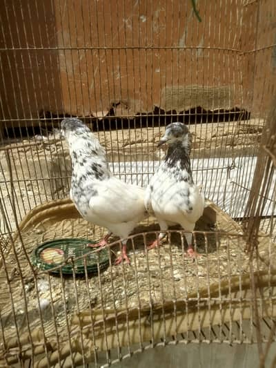 pigeon for sale