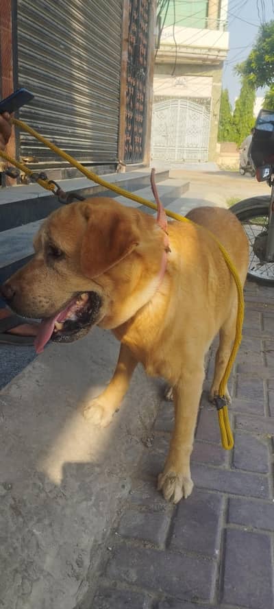 Labrador Retriever (pedigree)