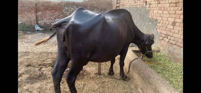 Buffalo (7 to 8 ) kg milk. 4th suva