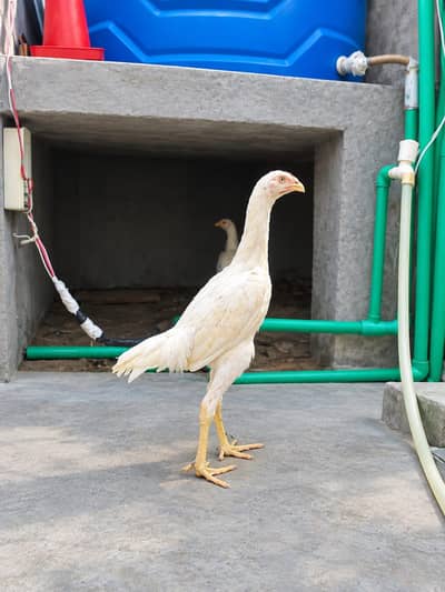 Shame pair Chicks Pair  ( 03204661930 ) WhatsApp for details