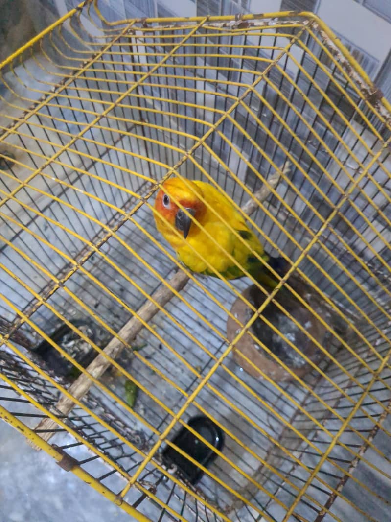 frsgus 0
