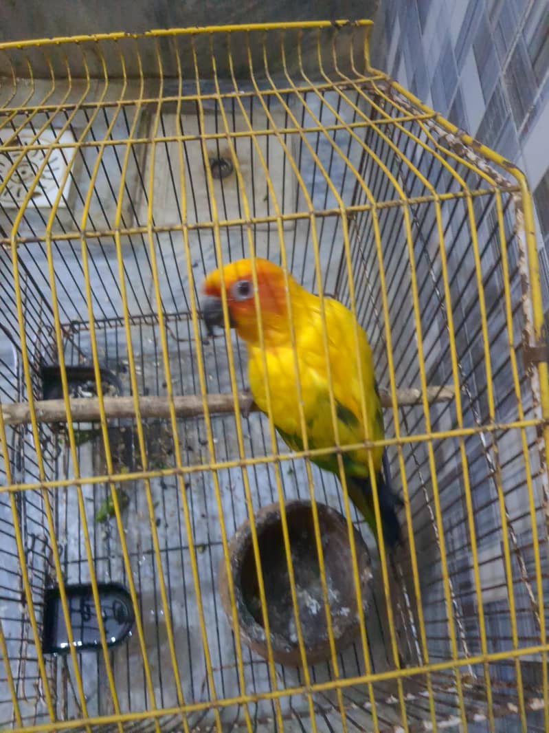 frsgus 1