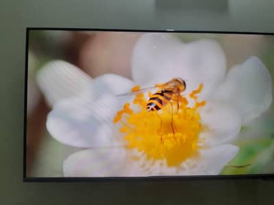 Haier 50" 4K Smart LED TV