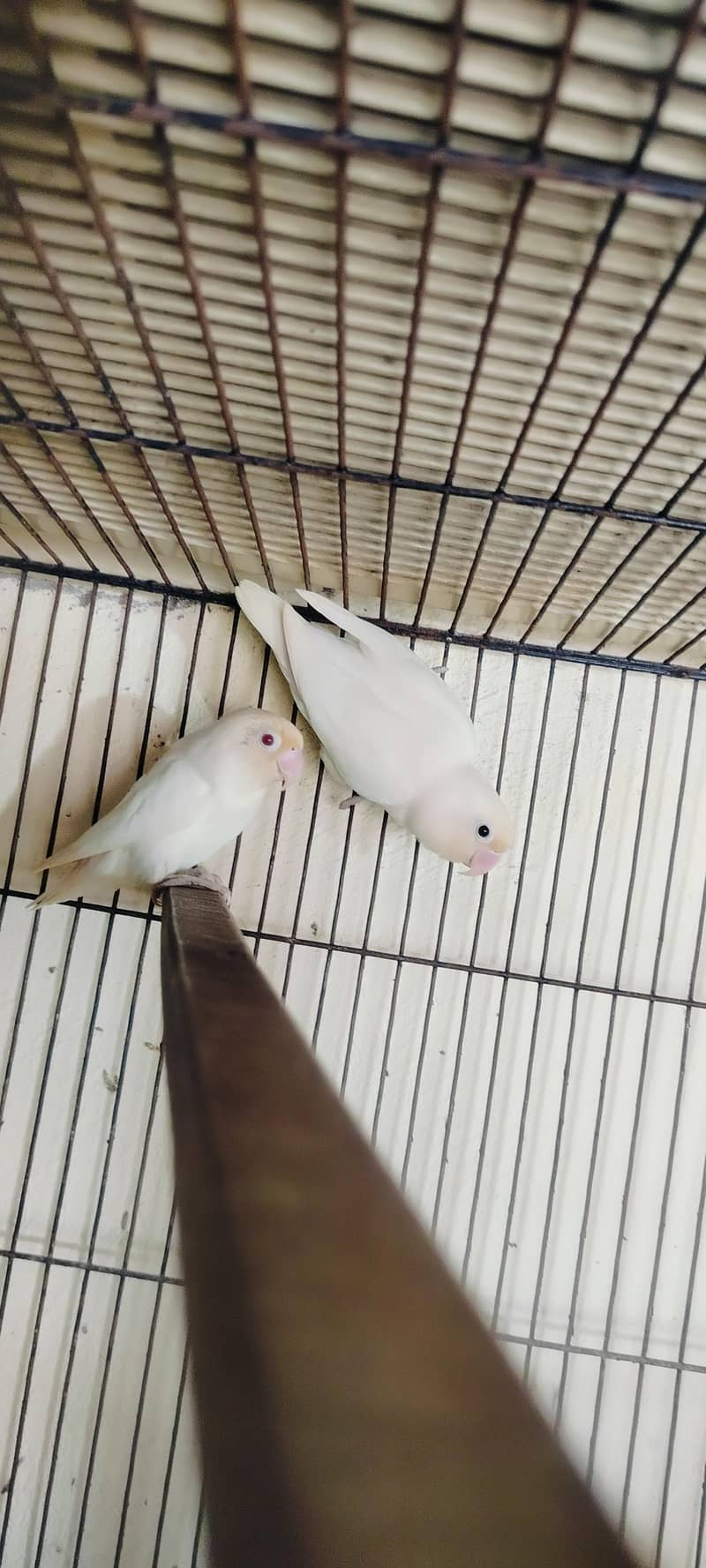 Breeder Pair 0