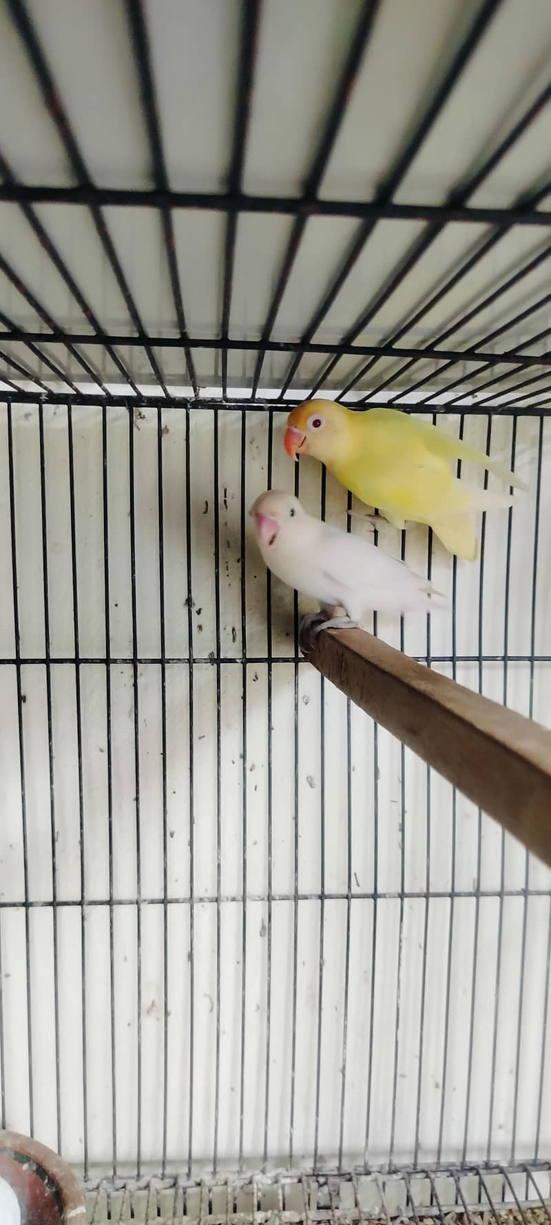 Breeder Pair 1