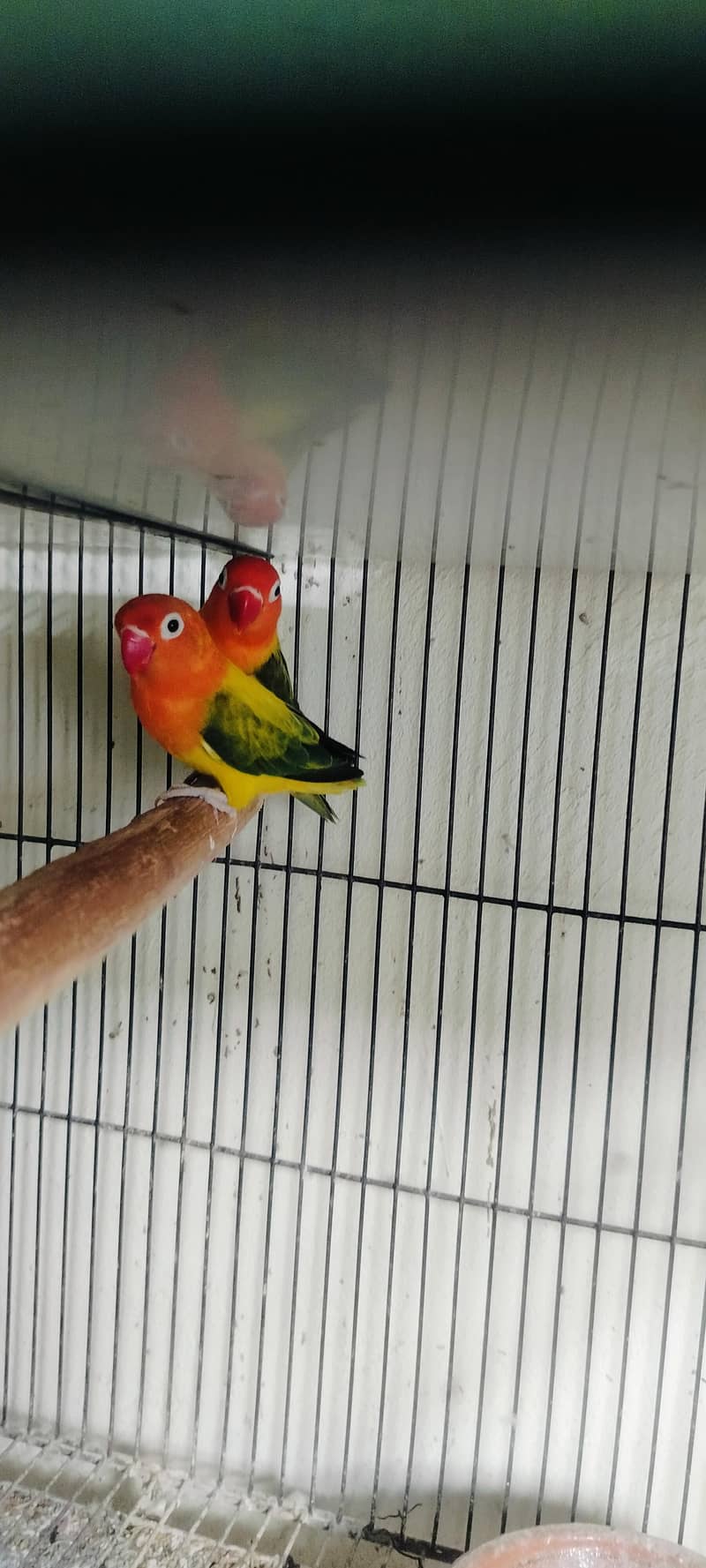 Breeder Pair 2
