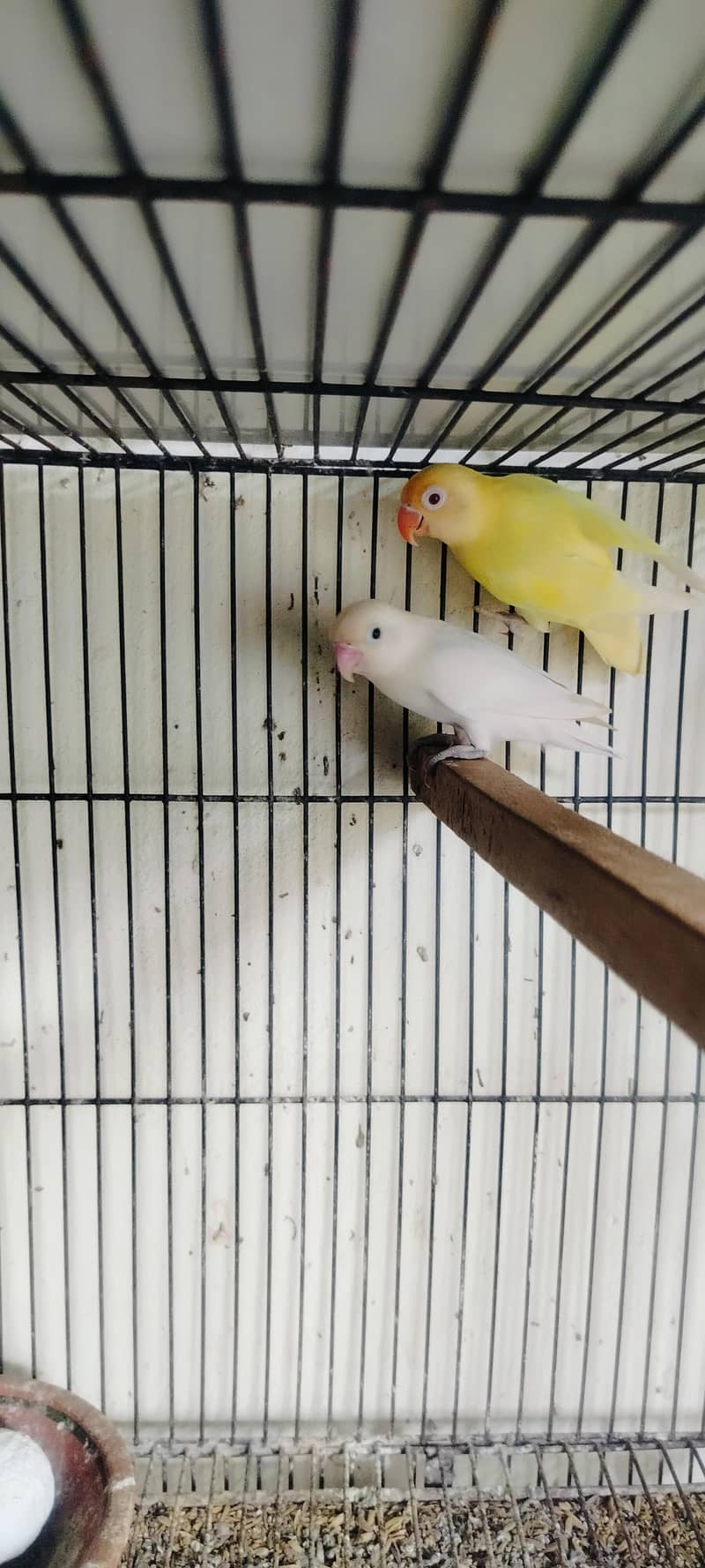 Breeder Pair 3
