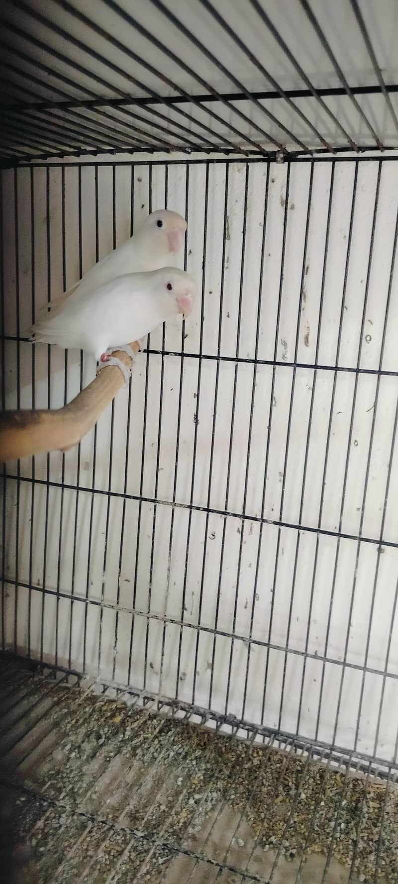 Breeder Pair 4