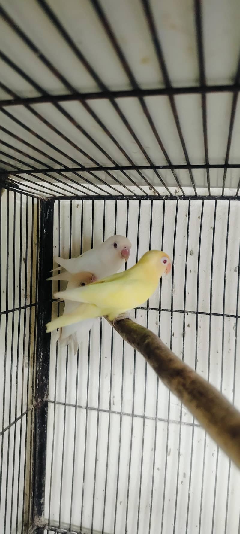 Breeder Pair 5