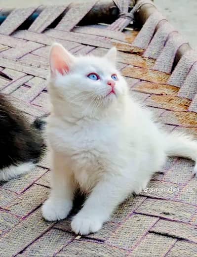 Baby Cat
