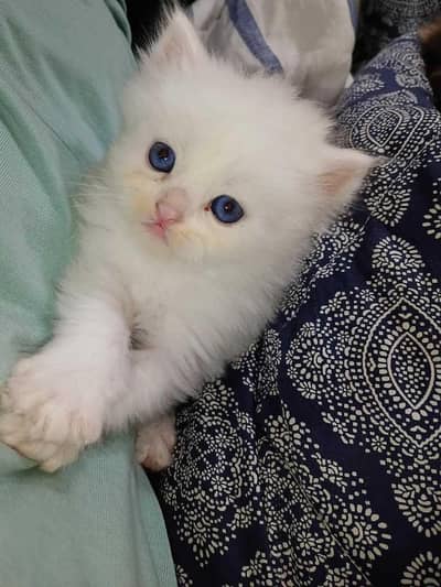 Persian kattin
