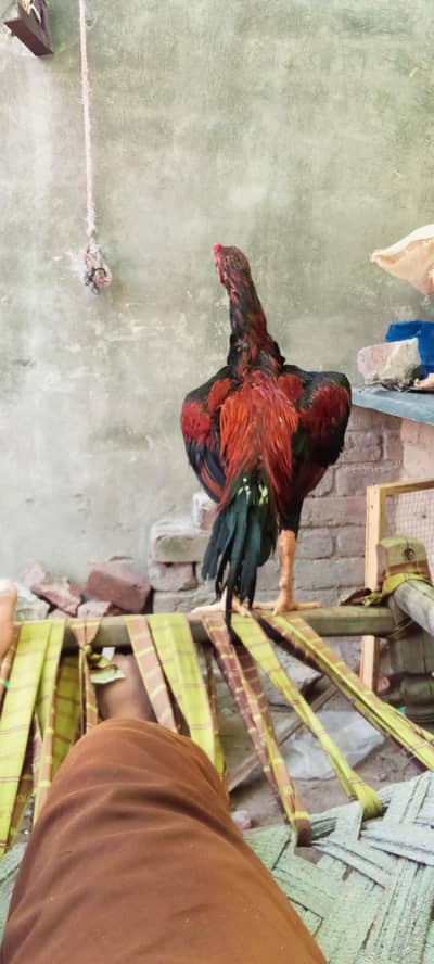 hint  patha for sale urjent exchange pigeon