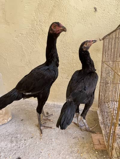 Pure mushka Aseel pair for sale