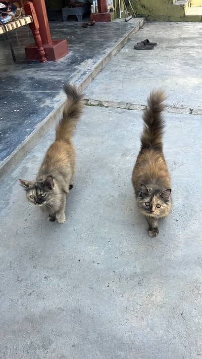 Persian Kittens | Persian female cats | double Coated  | Kittens