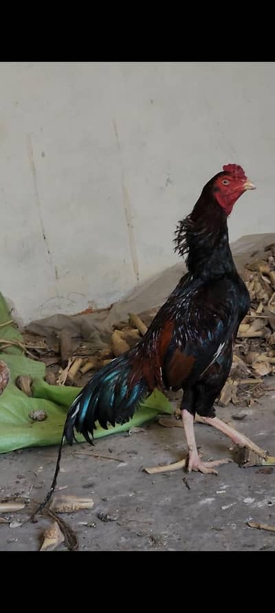 Aseel Murga for sale