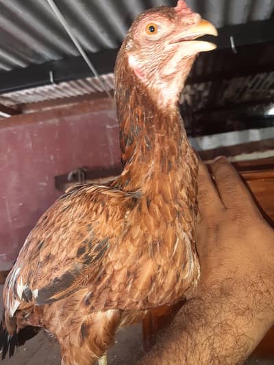 kruk Aseel mianwali female