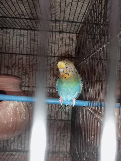 Australian breedar 2 female for sale