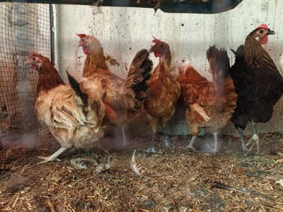Egg laying hens