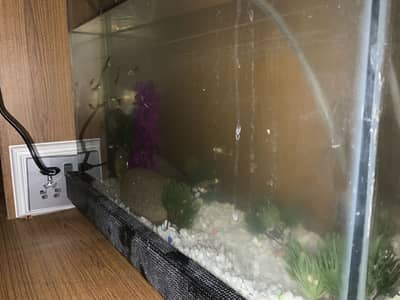 Guppy fishes 1 for 150