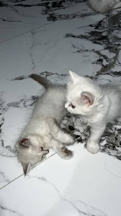 Persian triple coated kittens white
