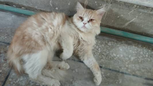 **Persian Cats for Sale – Doll Face & Punch Face | cats for sale**