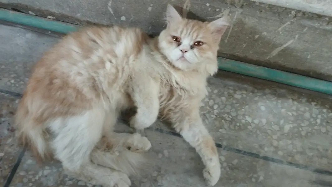 **Persian Cats for Sale – Doll Face & Punch Face | cats for sale**