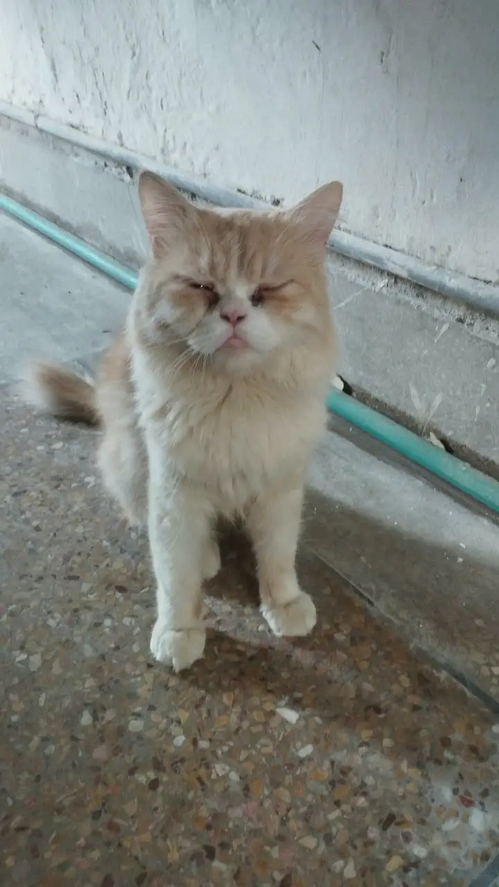 **Persian Cats for Sale – Doll Face & Punch Face | cats for sale** — photo 2