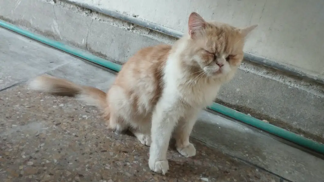 **Persian Cats for Sale – Doll Face & Punch Face | cats for sale** — photo 3