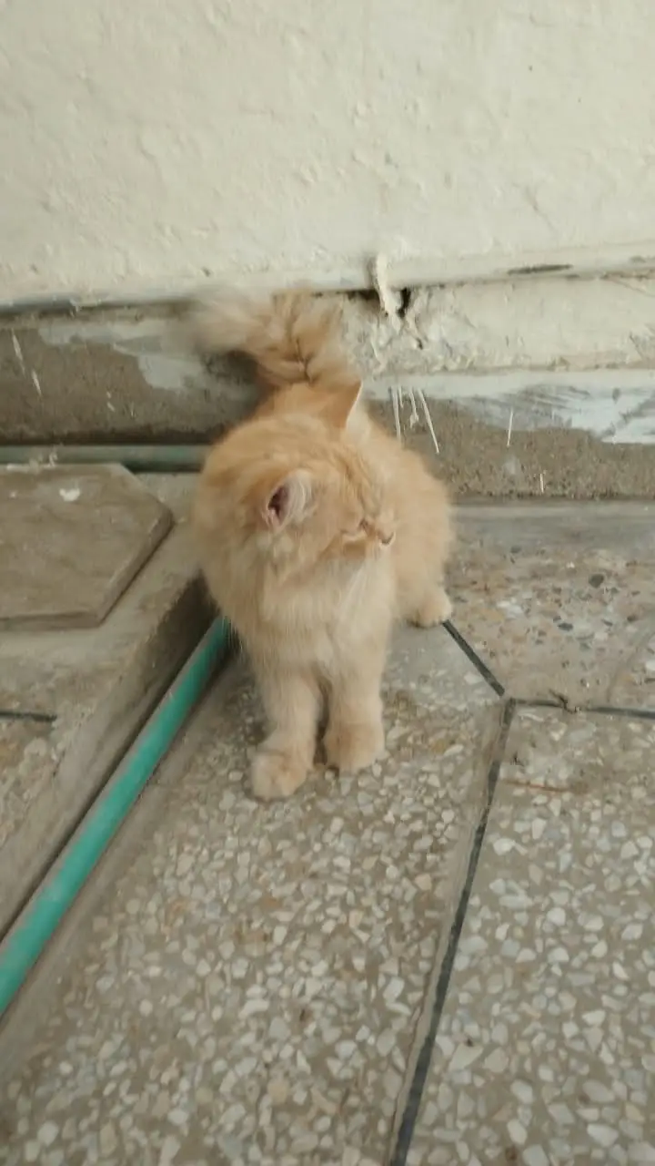 **Persian Cats for Sale – Doll Face & Punch Face | cats for sale** — photo 5