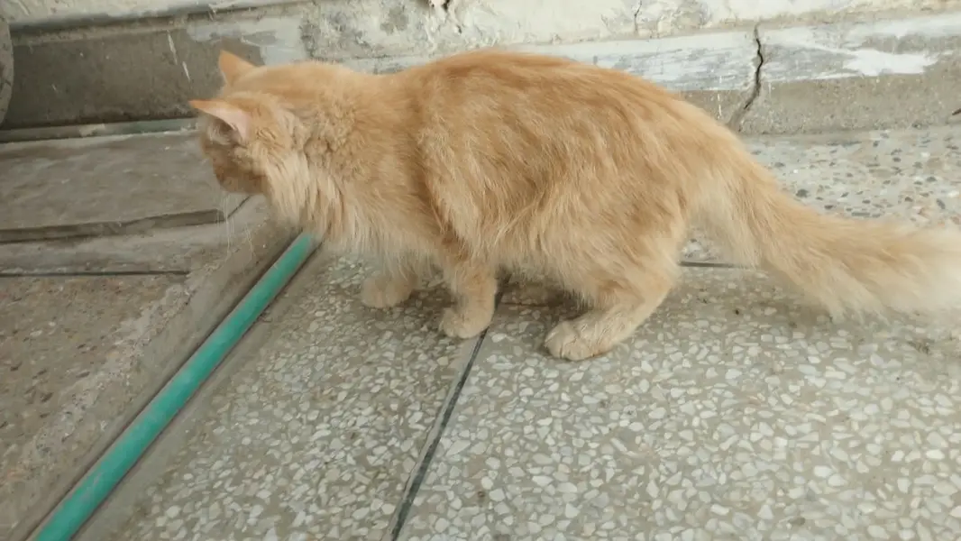 **Persian Cats for Sale – Doll Face & Punch Face | cats for sale** — photo 8