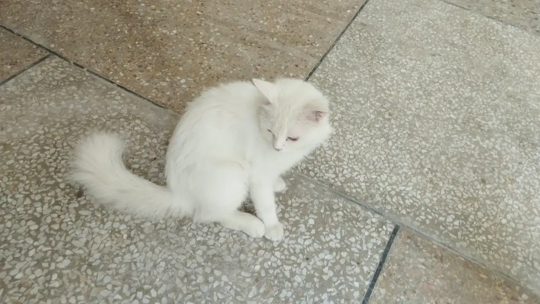 **Persian Cats for Sale – Doll Face & Punch Face | cats for sale** — photo 9