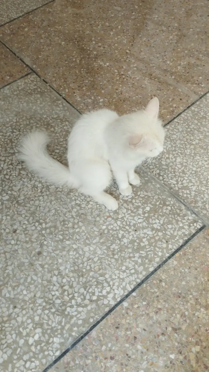 **Persian Cats for Sale – Doll Face & Punch Face | cats for sale** — photo 10