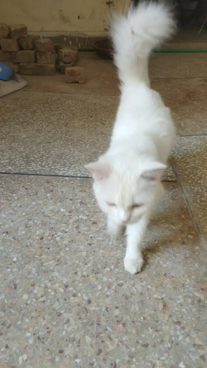 **Persian Cats for Sale – Doll Face & Punch Face | cats for sale** — photo 11